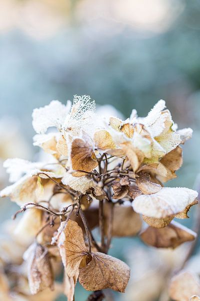 Old flower by Sharona Sprong