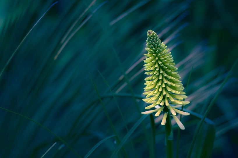 bright by True Color Stories