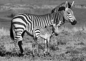 Hartmanns Bergzebra Mutter mit Fohlen
