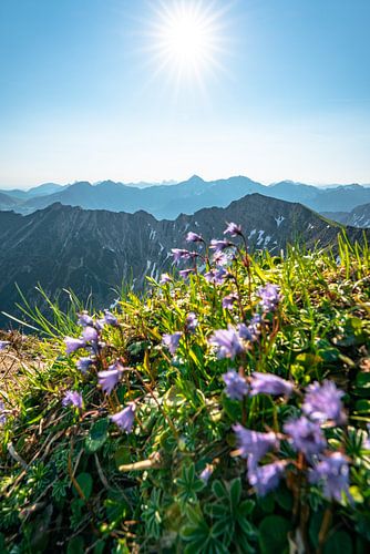 Bloemrijk, zonnig uitzicht over de Allgäuer bergen