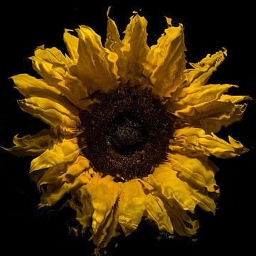 "Sonnenblume unter Wasser" von Marjolijn van den Berg
