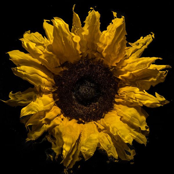 &quot;Sunflower under water&quot; by Marjolijn van den Berg