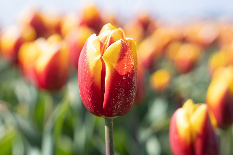Tulpe in einem Tulpenfeld von Miranda Vleerlaag