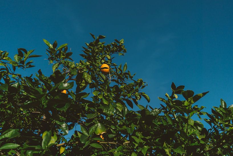 Orangefarbener Himmel von Bethany Young Photography