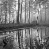 Brouillard et silence dans la forêt sur Eugene Winthagen