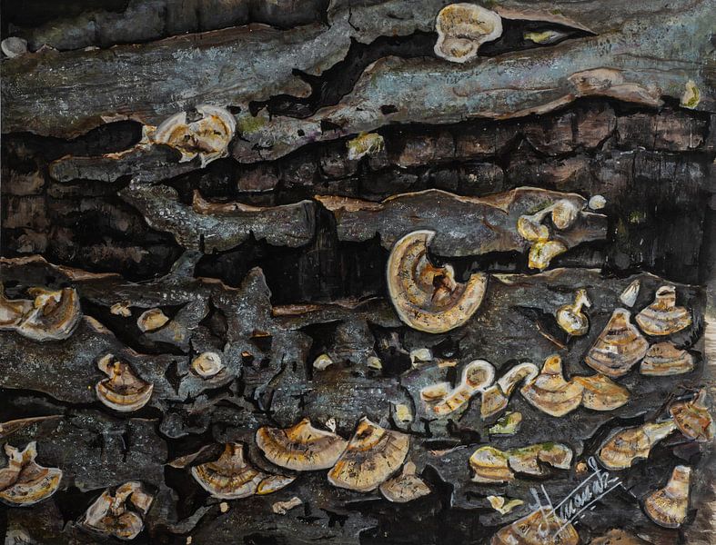 Écorce d'arbre avec champignons par Henk Goossens