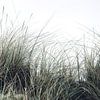 Dune grass by Christina Groth-Biswas