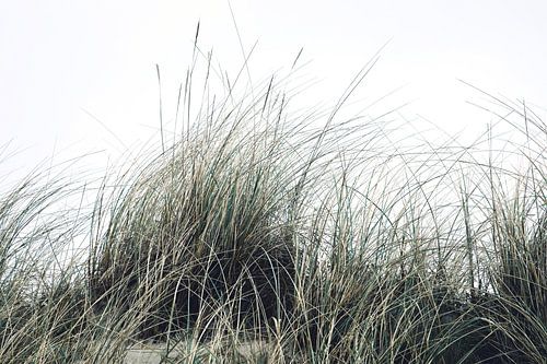 Dune grass