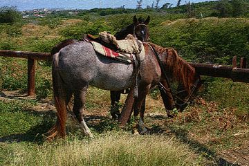 Grazende Paarden. by Humphrey Janga