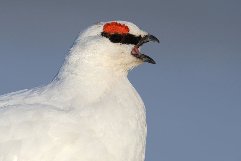 Alpensneeuwhoen roepend par LTDphoto