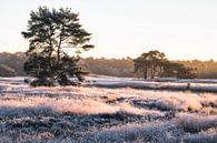 Een ijzige ochtend op de Sonse Heide von H Verdurmen Miniaturansicht