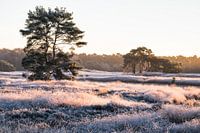 Een ijzige ochtend op de Sonse Heide