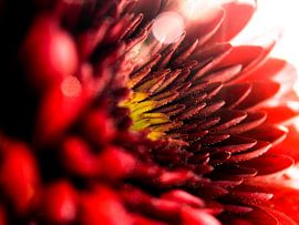 Gerbera Pomponi / Flower / Petals / Nature / Lens Flare / Light / Red / Orange / Yellow / White / Cl by Art By Dominic