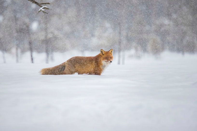 Fox in the snow by Gert Hilbink