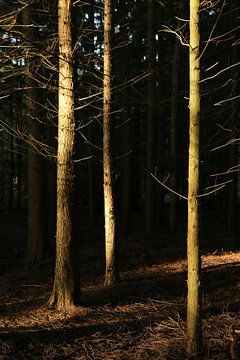 Zonneschijn in het donkere bos van Pim van der Horst