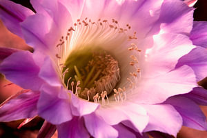 Close-up van een cactusbloem