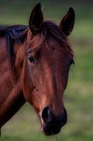 Paard in Eemnes