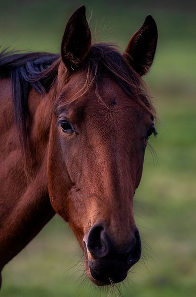 Paard in Eemnes van Marco Morren