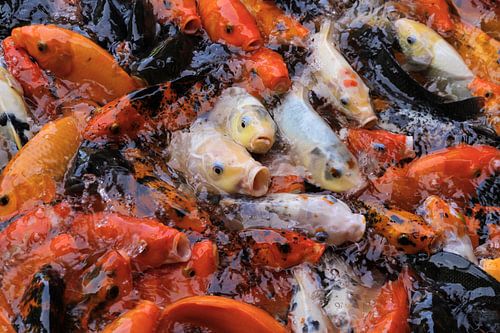 Kleurige Koi karpers