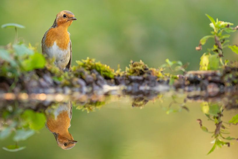 Miroir sur le mur, qui est la plus belle du pays ? par Kris Hermans