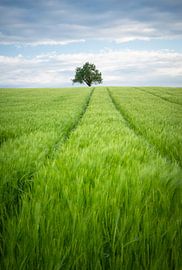 Un arbre solitaire dans un champ de blé verdoyant sur Anselm Ziegler Photography