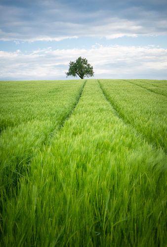 Un arbre solitaire dans un champ de blé verdoyant sur Anselm Ziegler Photography