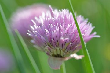 Pink chive close-up by Ronald Smits
