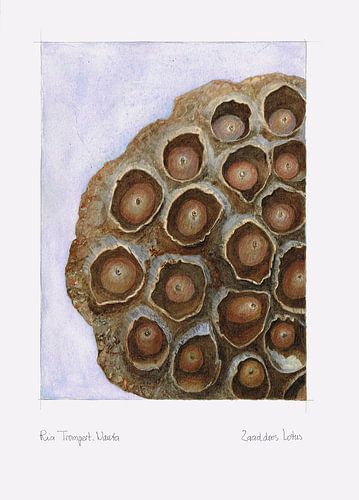 Aquarel, Lotus zaaddoos. Close-up. van Ria Trompert- Nauta