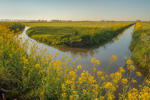 Raps - Rapssaatgut von Moetwil en van Dijk - Fotografie