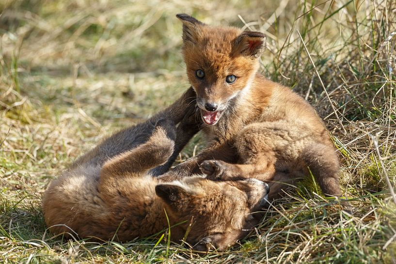 Spelende jonge vosjes par Menno Schaefer