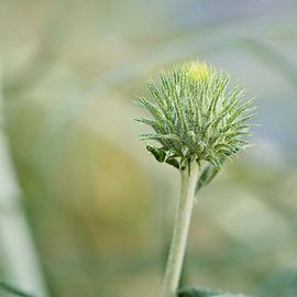Thistle from the Mediterranean by Heiko Kueverling