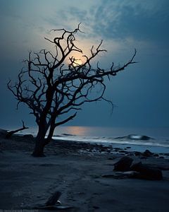Baum bei Vollmond
