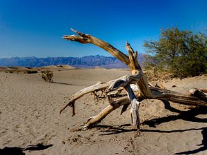 Arbre dans le désert sur Koen van der Werf