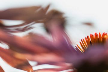 Zonnehoed of Echinacea van Rens Kromhout