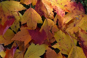 Feuillage d'automne en forêt sur Claude Laprise