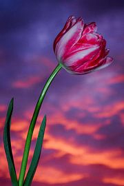 Tulipes au crépuscule sur Dagmar Gelmers