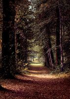 A fairy-tale forest path in the Heilooërbos