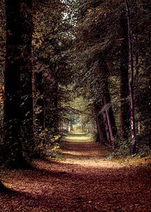 Een sprookjesachtig bospaadje in het Heilooërbos  van Dana Oei fotografie