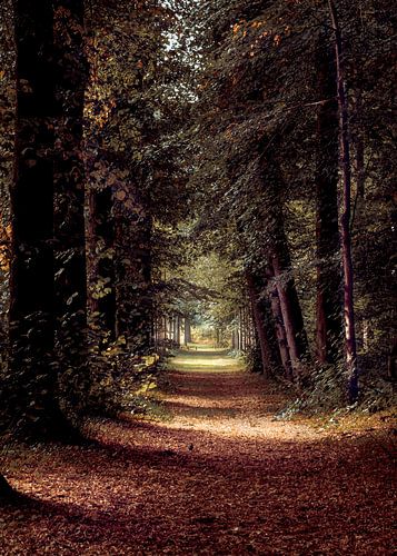 Un chemin forestier de conte de fées dans le Heilooërbos