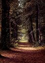 Ein märchenhafter Waldweg im Heilooërbos von Dana Oei fotografie Miniaturansicht