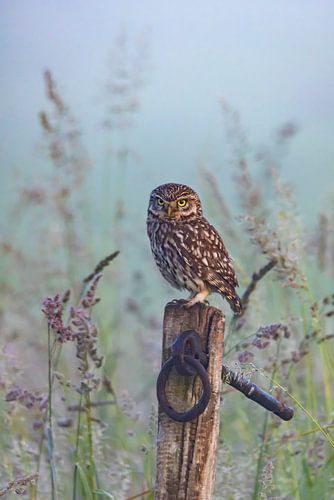 Little Owl, (Athene noctua).