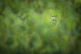 Ritter mit grauen Klauen