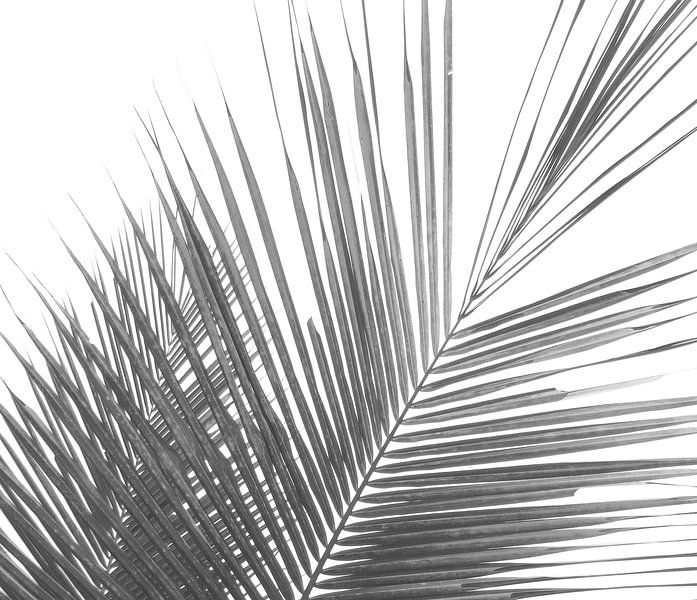 Feuilles de palmier minimalistes en noir et blanc par Bloomery Decor