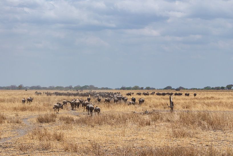 Gnus im Tarangire-Park von Mickéle Godderis