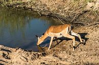 Impala of Rooibok - Aepyceros melampus van Rob Smit thumbnail