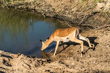 Impala - Rooibok - Aepyceros melampus sur Rob Smit