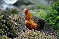 Pride of the Orchard: Rooster among flowers