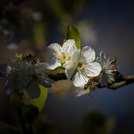 Blossom by Hein Rozema