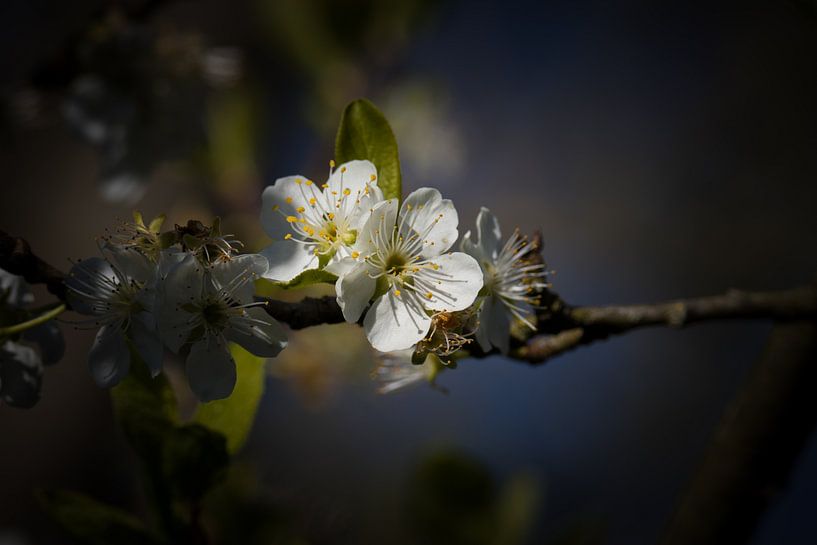 Blossom by Hein Rozema