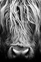 Koe, Schotse Hooglanders, portret, closeup, schotland